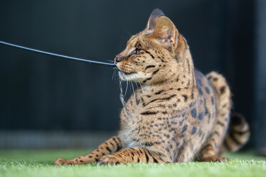 Unsere Savannah Katzen - Cattery Savannah Jungle
