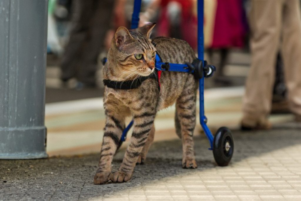 kattenrolstoel, cat wheelchair, katzenrollwagen